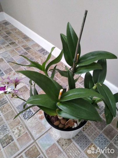 Орхидея -Бери Ода, дендрофаленопсис