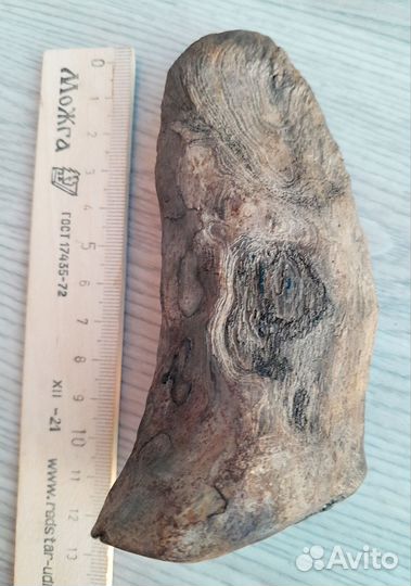 Окаменелое дерево