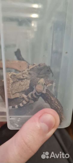Геккон полупалый триедурус Hemidactylus triedurus