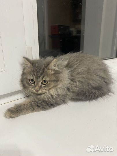 Котенок сибирский