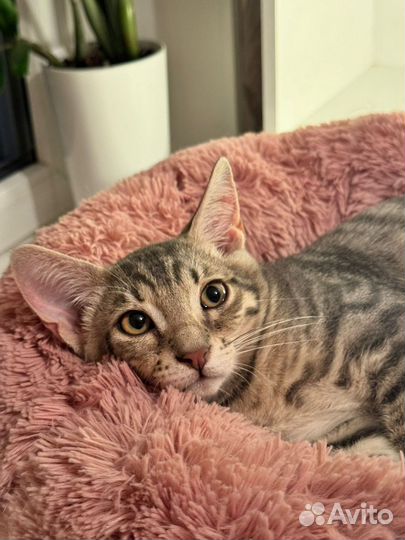 Серый шпротик котёнок,табби(кот) 4 мес