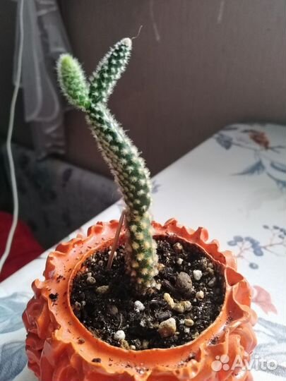 Кактус опунция мелковолосистая