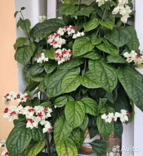 Клеродендрум Томпсона