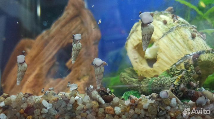 Улитки аквариумные милания и милания гранифера