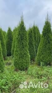 Туя смарагд