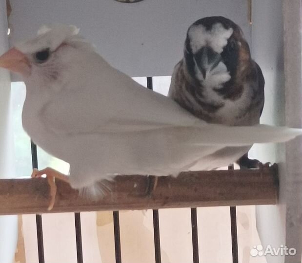 Японские амадины