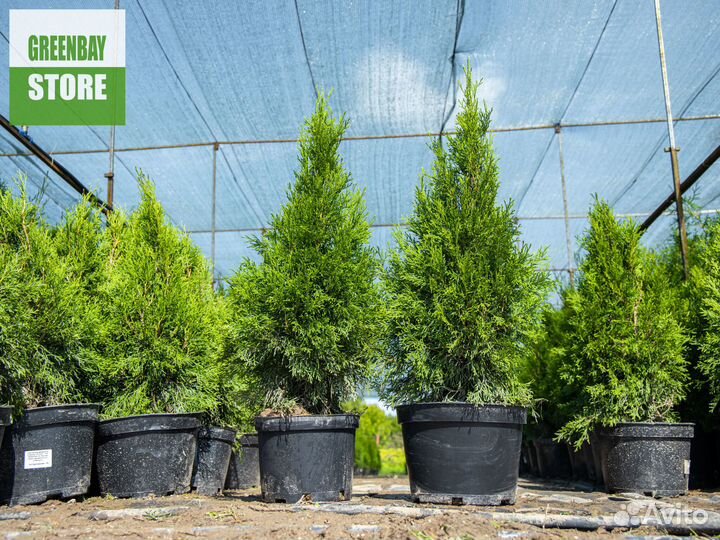 Туи смарагд 0,8 м свежая копка 2023