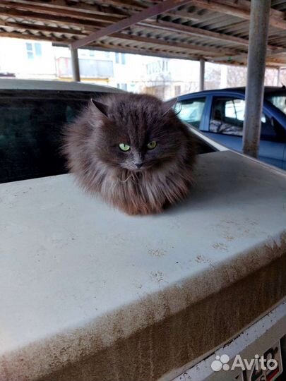 Молодая кошечка в добрые руки