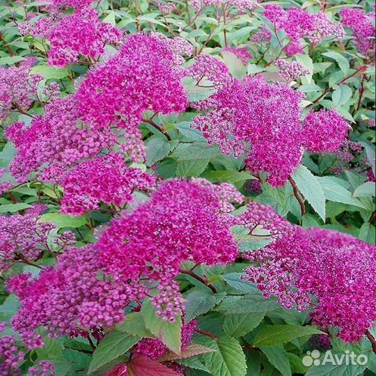 Спирея,хоста,герань для клумбы