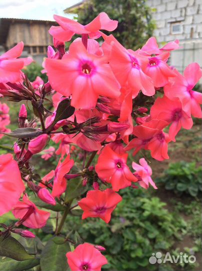 Лилии, флоксы, сентябринка