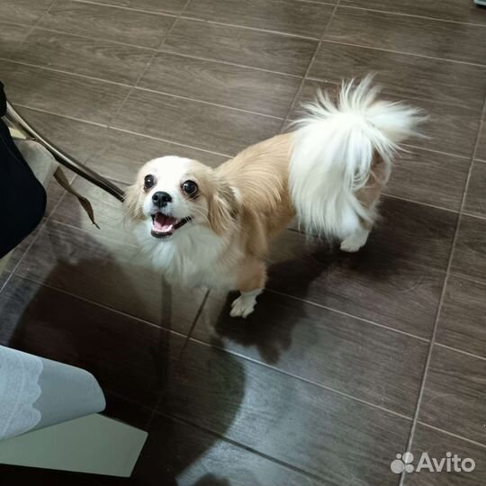 Отдам в добрые руки