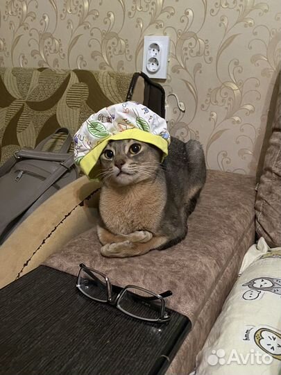 Абиссинский кот