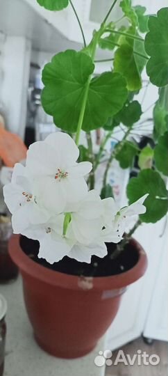 Пеларгония герань