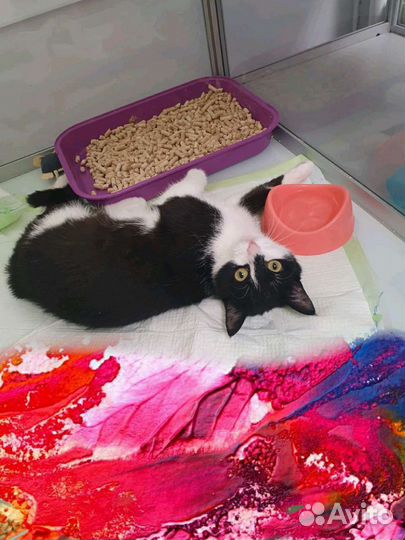 Отдадим котёнка в добрые руки