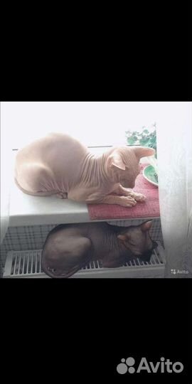 Донской сфинкс котята