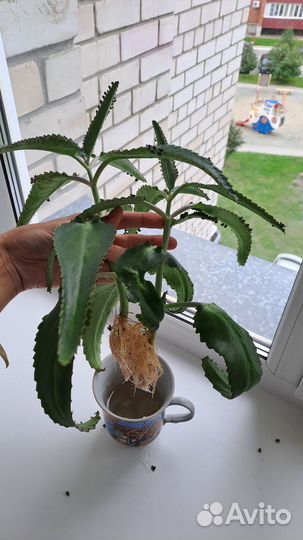 Каланхоэ чихательный лечебный