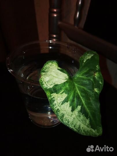 Сингониумы сортовые