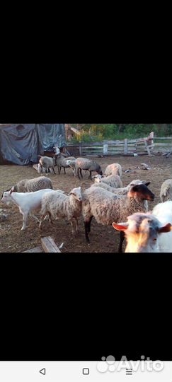 Козы двойные