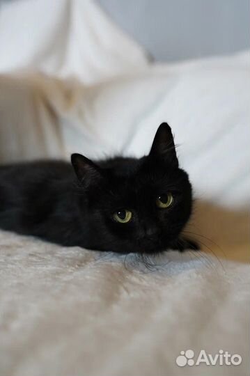 Черная пушистая кошечка в добрые руки