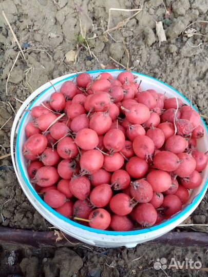 Хреновина домашняя