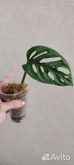 Монстера манки маск