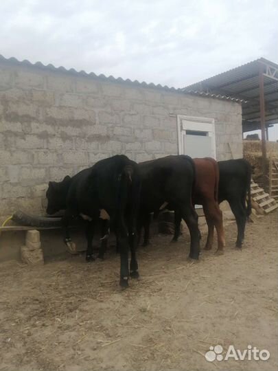 Бычки на откорм