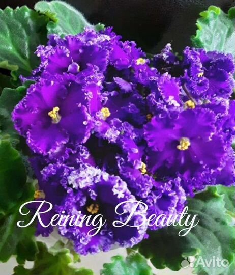 Фиалки сортовые