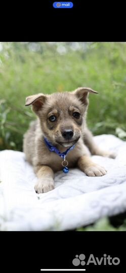 Щенок в добрые руки бесплатно