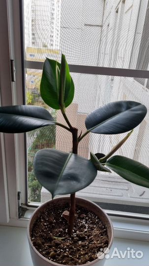 Фикус каучуконосный