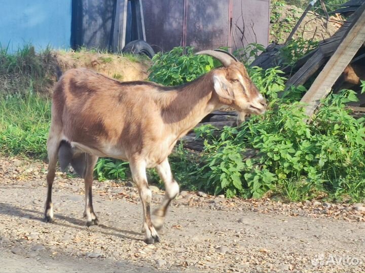 Коза нубо-альпийка