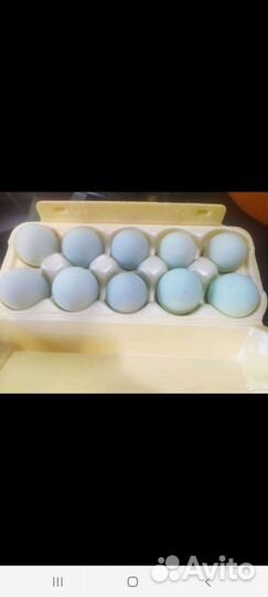 Яйцо инкубационное ухейилюй
