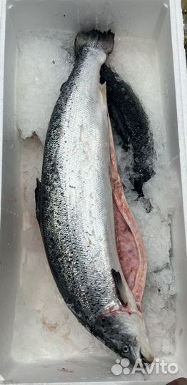 Семга охлажденная Мурманск