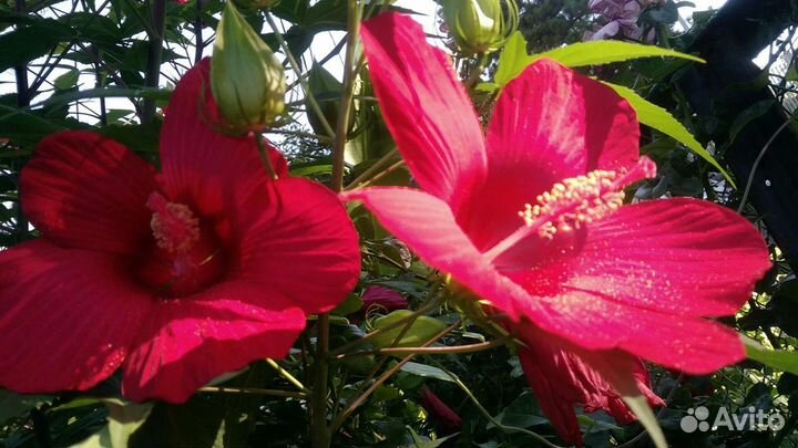 Саженцы Жёлтого Инжира и Черенки Инжира.Гортензии