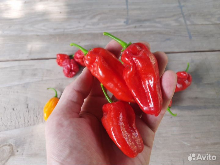 Семена перцев Carolina reaper и Rokubana