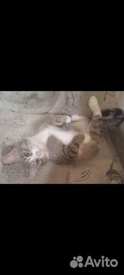 Ласковый кот