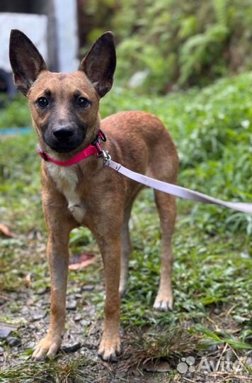 Малышка в добрые руки (мал. размер)