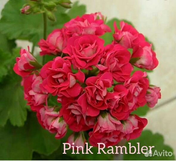 Пеларгония (герань) сортовая срезы 2