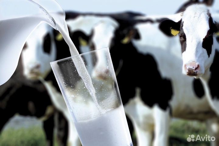 Молоко коровье сырое