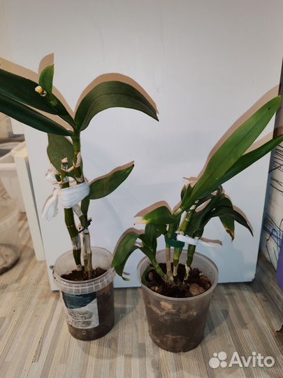 Орхидея дендробиум фаленопсис