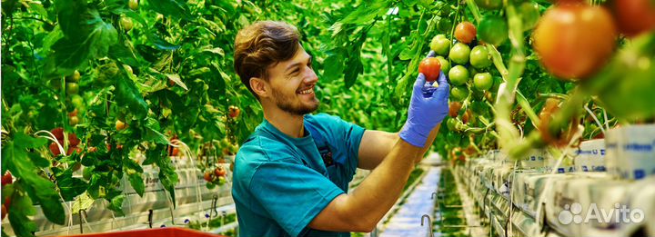 Разнорабочие в теплицы Челябинская область