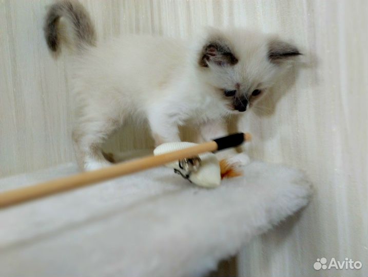 Котенок рэгдолл