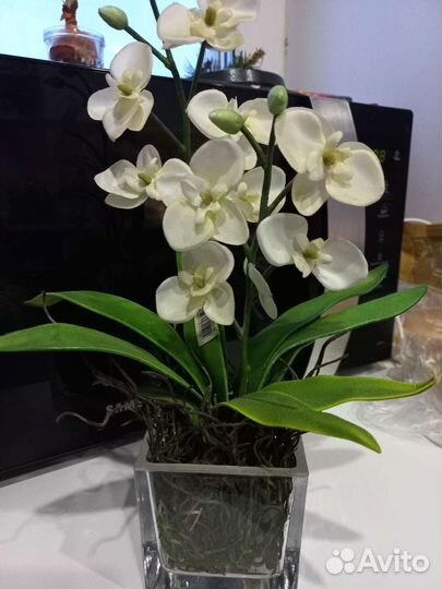 Дендробиум фаленопсис