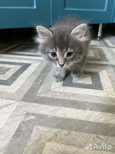 Котята в добрые руки бесплатно коты