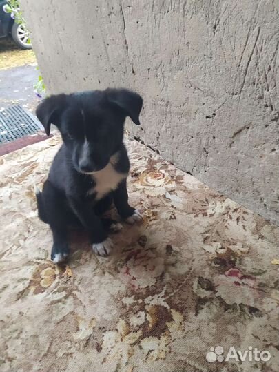 Кутенок с доставкой