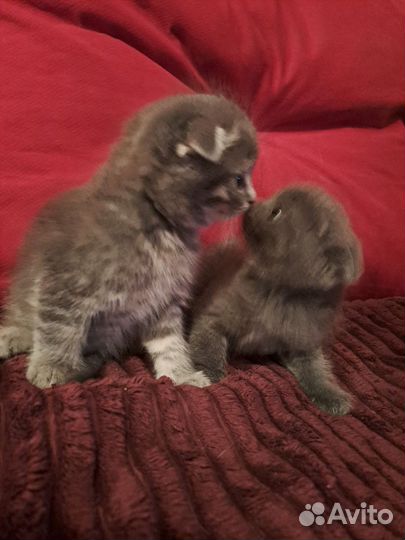 Шотландские котята