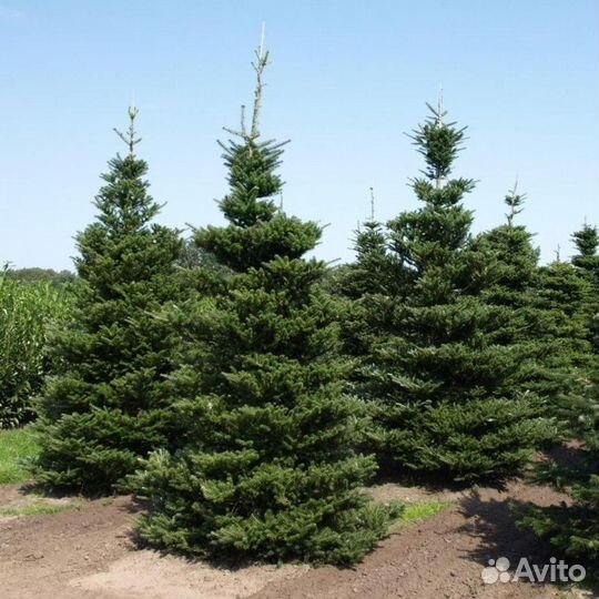 Пихта самая пышная 1-5 метров под ключ