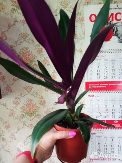 Пахистахис, Эухарис, Рео,Бамбук