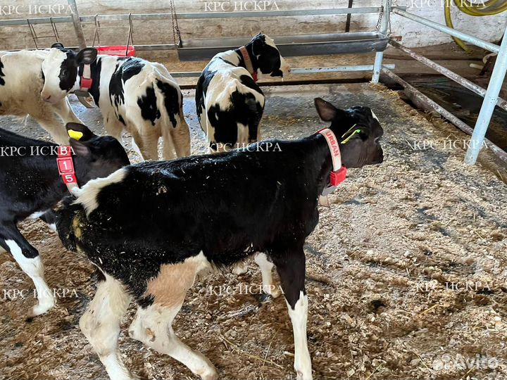 Бычки от 1мес
