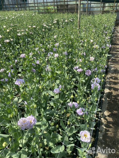 Эустома оптом