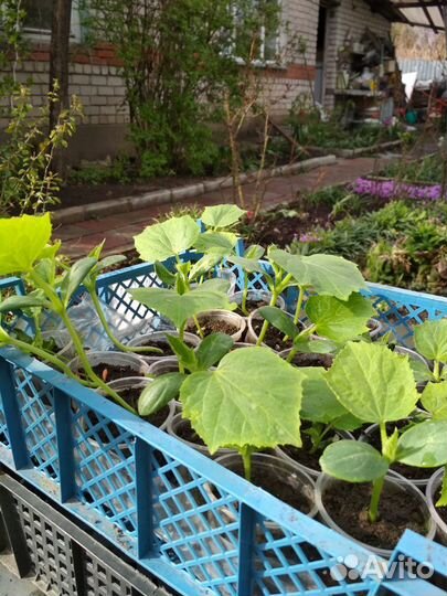 Рассада огурцов
